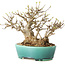 Acer buergerianum, 21 cm, ± 30 jaar oud, met een nebari van 15 cm