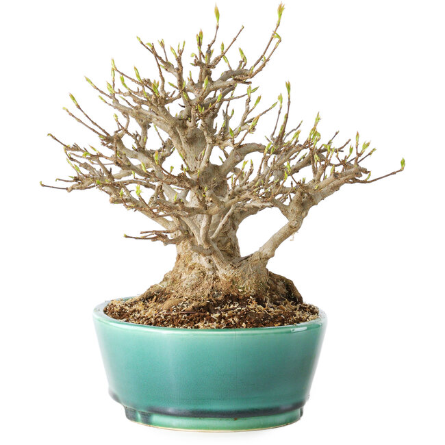 Acer buergerianum, 21 cm, ± 30 años, con un nebari de 15 cm