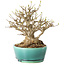 Acer buergerianum, 21 cm, ± 30 jaar oud, met een nebari van 15 cm