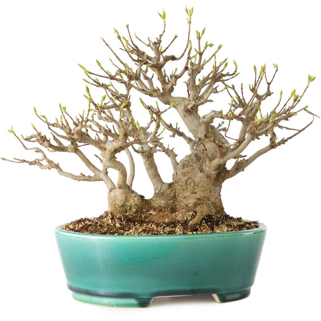 Acer buergerianum, 21 cm, ± 30 anni, con un nebari di 15 cm