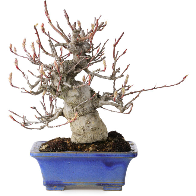 Amelanchier, 25 cm, ± 20 jaar oud