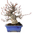 Amelanchier, 25 cm, ± 20 jaar oud