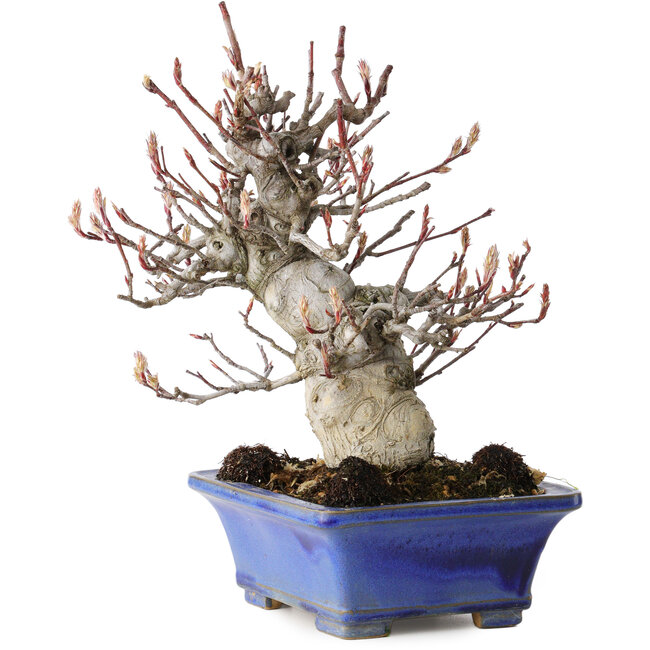 Amelanchier, 25 cm, ± 20 years old