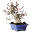 Amelanchier, 25 cm, ± 20 jaar oud