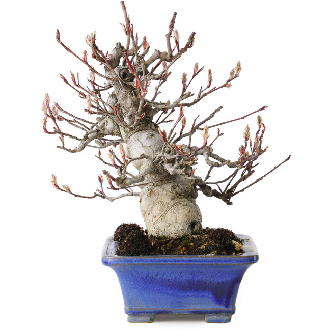 Amelanchier, 25 cm, ± 20 years old