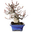 Amelanchier, 25 cm, ± 20 jaar oud