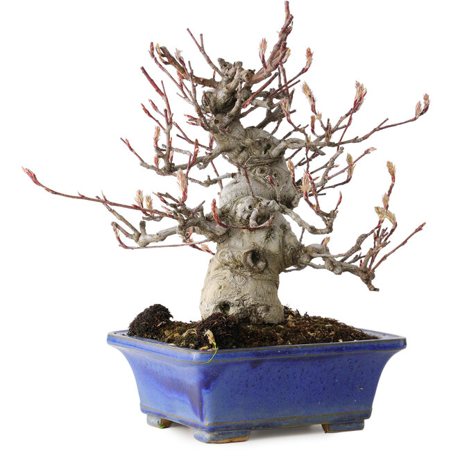 Amelanchier, 25 cm, ± 20 años