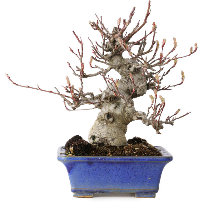 Amelanchier, 25 cm, ± 20 years old