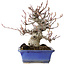 Amelanchier, 25 cm, ± 20 jaar oud