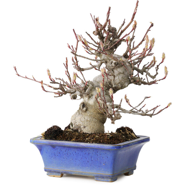 Amelanchier, 25 cm, ± 20 jaar oud