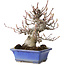 Amelanchier, 25 cm, ± 20 jaar oud