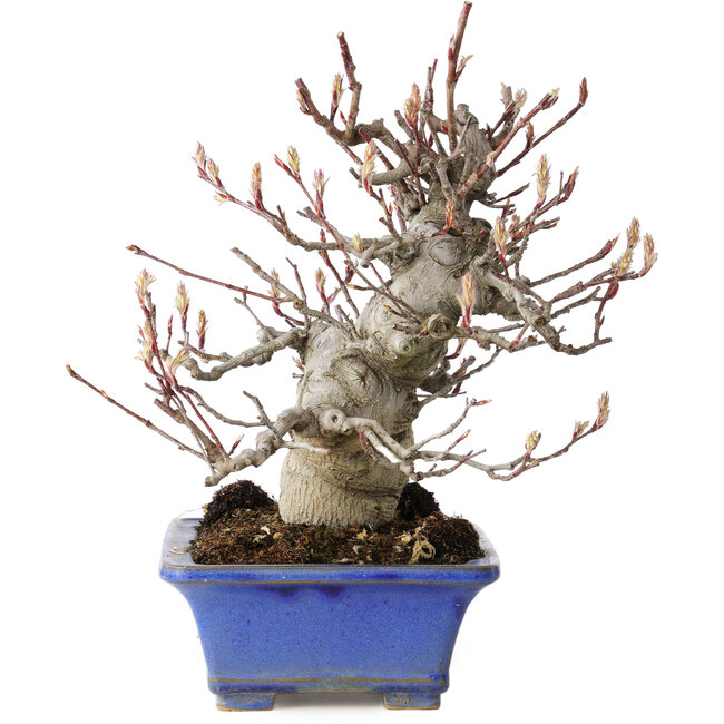 Amelanchier, 25 cm, ± 20 años