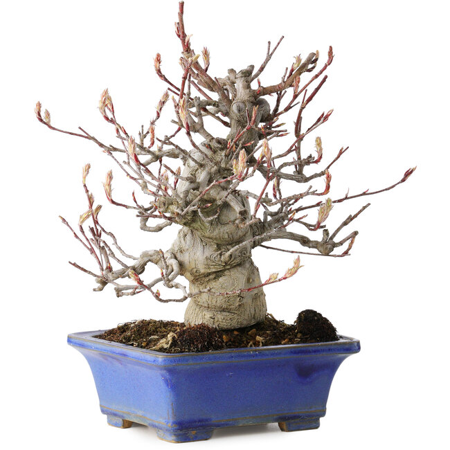 Amelanchier, 25 cm, ± 20 anni