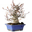 Amelanchier, 25 cm, ± 20 jaar oud