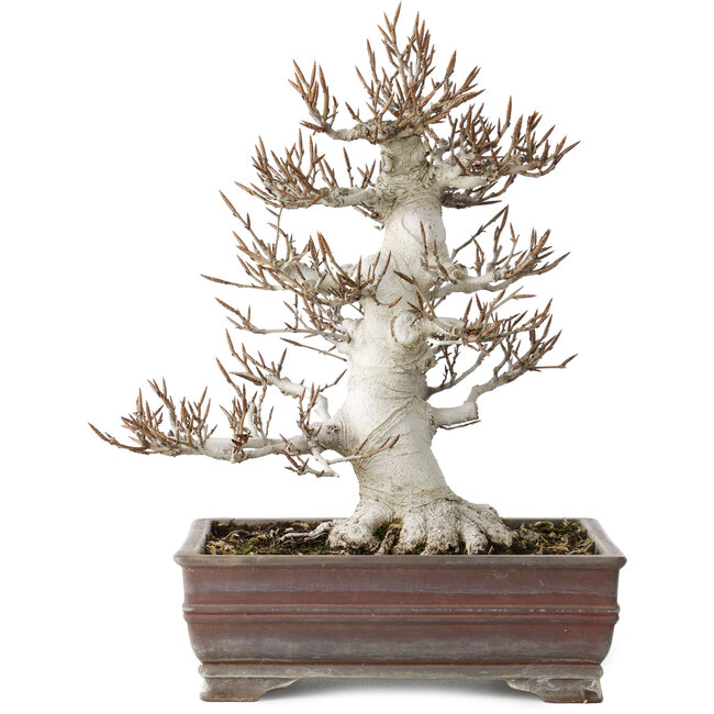 Fagus crenata, 32 cm, ± 30 jaar oud, in een handgemaakte Japanse pot met een chip van één voet, met een nebari van 14 cm