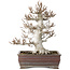 Fagus crenata, 32 cm, ± 30 jaar oud, in een handgemaakte Japanse pot met een chip van één voet, met een nebari van 14 cm