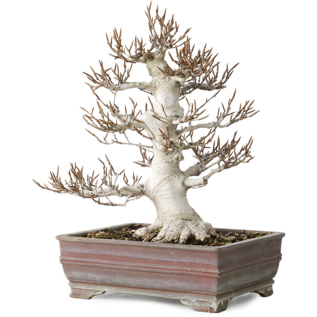 Fagus crenata, 32 cm, ± 30 Jahre alt, in einem handgefertigten japanischen Topf mit einem Chip von einem Fuß, mit einem Nebari von 14 cm