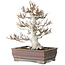 Fagus crenata, 32 cm, ± 30 jaar oud, in een handgemaakte Japanse pot met een chip van één voet, met een nebari van 14 cm