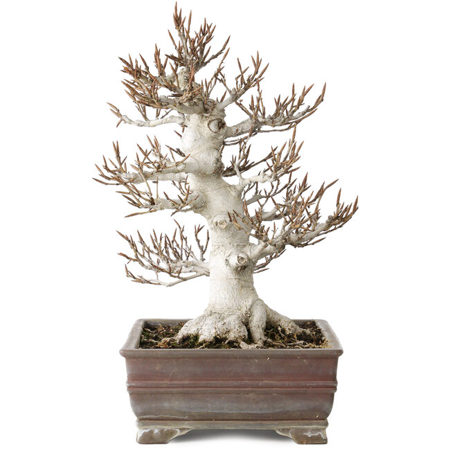 Fagus crenata, 32 cm, ± 30 jaar oud, in een handgemaakte Japanse pot met een chip van één voet, met een nebari van 14 cm