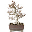 Fagus crenata, 32 cm, ± 30 jaar oud, in een handgemaakte Japanse pot met een chip van één voet, met een nebari van 14 cm