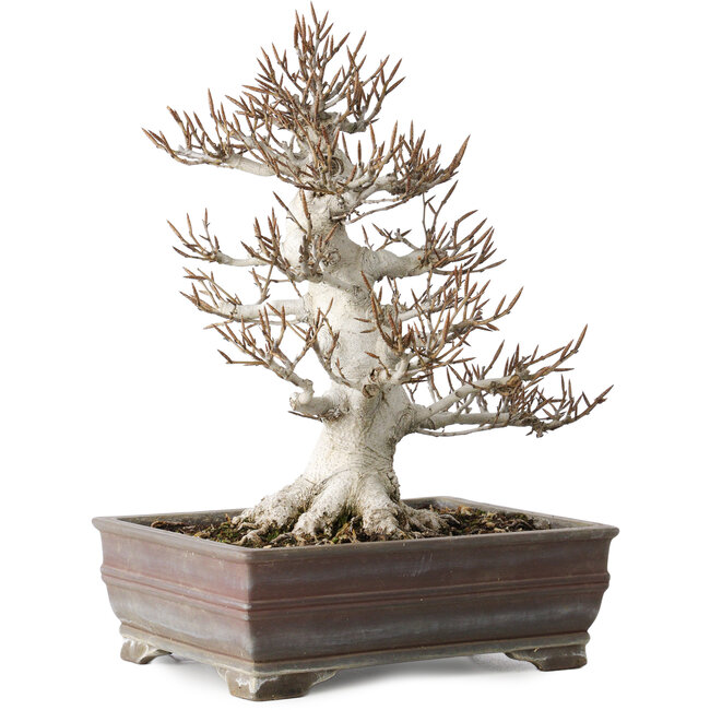 Fagus crenata, 32 cm, ± 30 years old, in a handmade Japanese pot with a chip of one foot, with a nebari of 14 cm