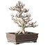Fagus crenata, 32 cm, ± 30 jaar oud, in een handgemaakte Japanse pot met een chip van één voet, met een nebari van 14 cm