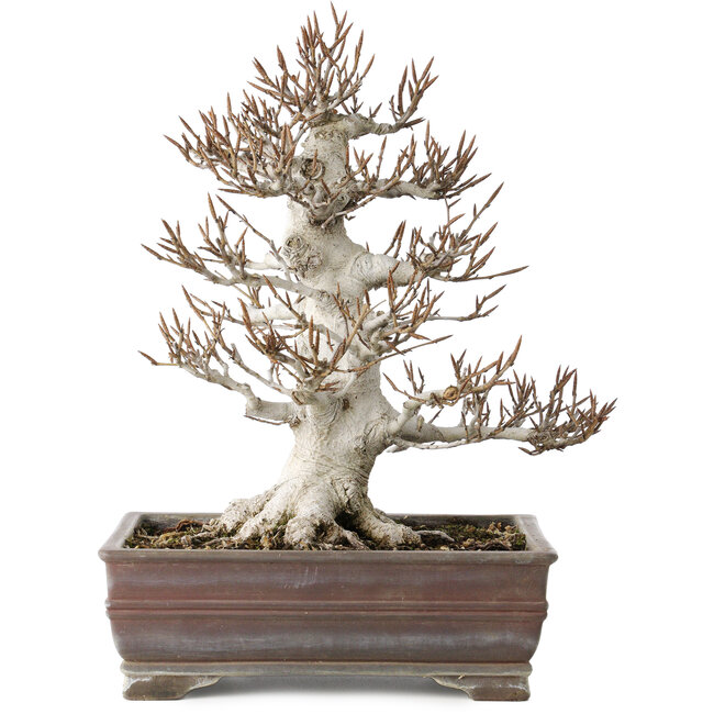 Fagus crenata, 32 cm, ± 30 years old, in a handmade Japanese pot with a chip of one foot, with a nebari of 14 cm