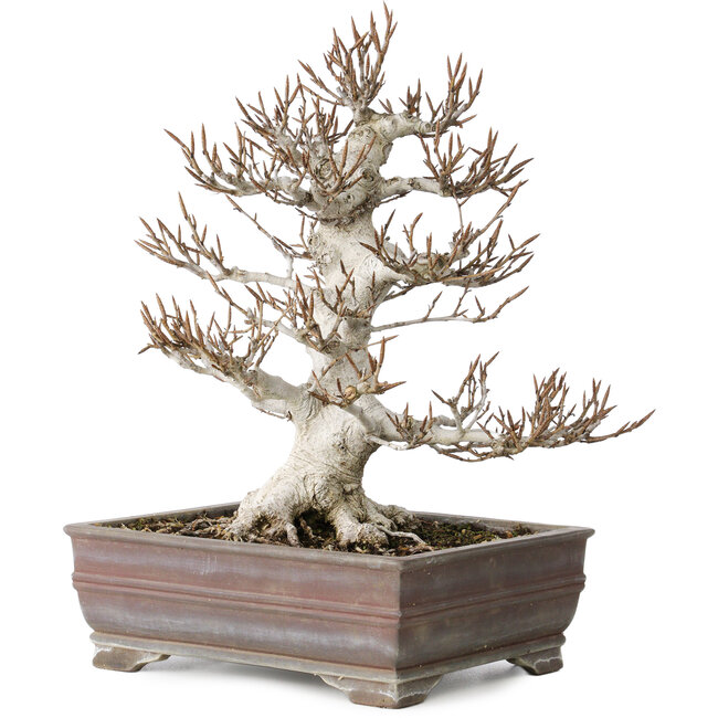 Fagus crenata, 32 cm, ± 30 jaar oud, in een handgemaakte Japanse pot met een chip van één voet, met een nebari van 14 cm