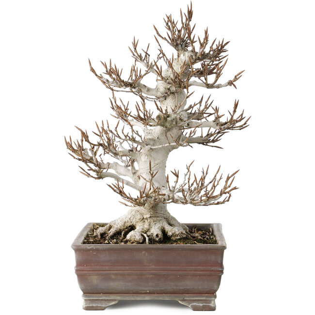 Fagus crenata, 32 cm, ± 30 years old, in a handmade Japanese pot with a chip of one foot, with a nebari of 14 cm