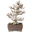 Fagus crenata, 32 cm, ± 30 jaar oud, in een handgemaakte Japanse pot met een chip van één voet, met een nebari van 14 cm
