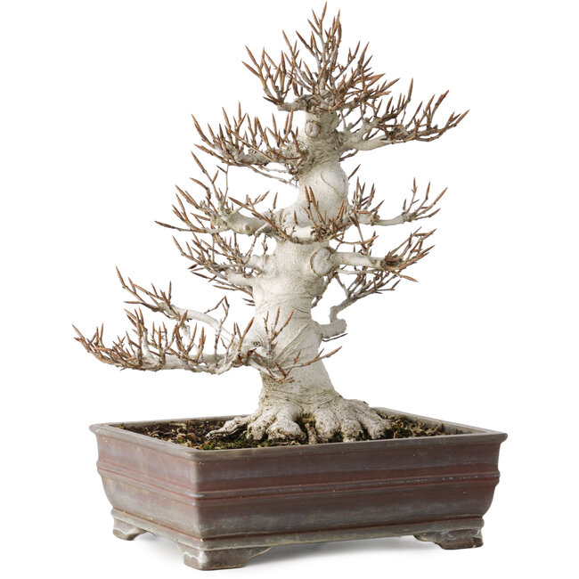 Fagus crenata, 32 cm, ± 30 Jahre alt, in einem handgefertigten japanischen Topf mit einem Chip von einem Fuß, mit einem Nebari von 14 cm