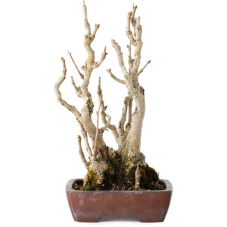 Shibakatsu Ginkgo Biloba, 27 cm, ± 25 years old