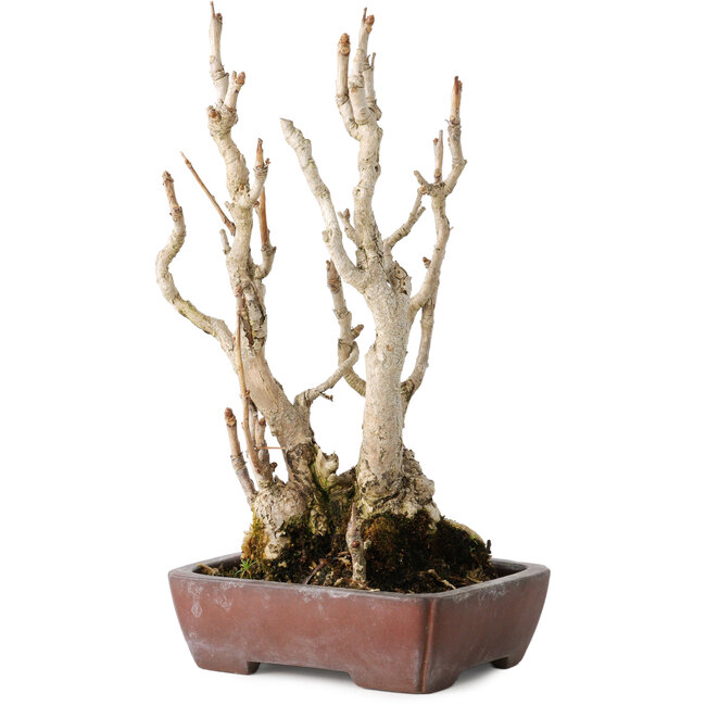 Gingko Biloba, 27 cm, ± 25 Jahre alt