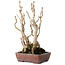 Gingko Biloba, 27 cm, ± 25 jaar oud