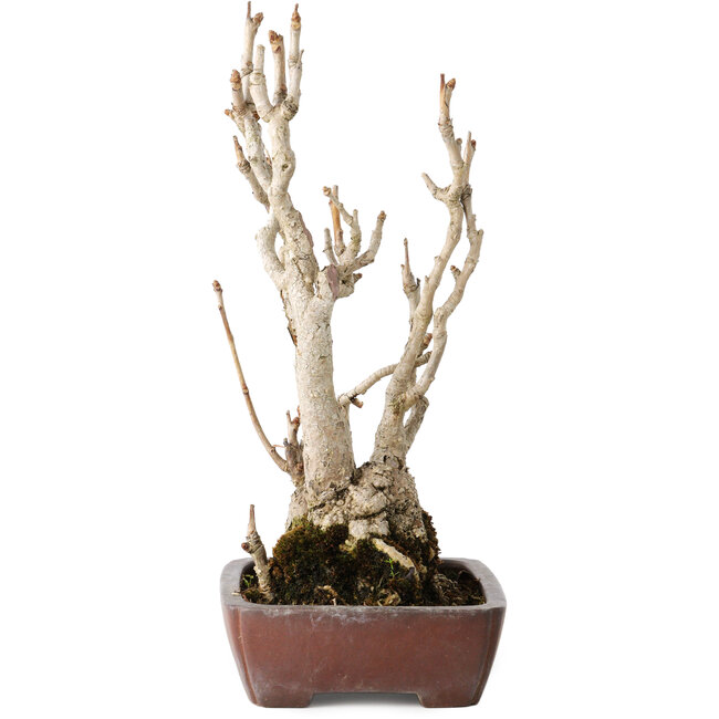 Gingko Biloba, 27 cm, ± 25 jaar oud