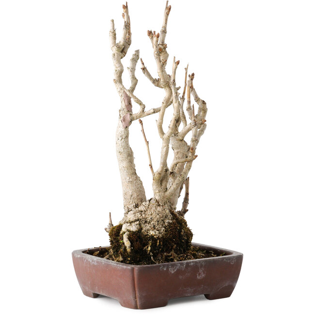 Gingko Biloba, 27 cm, ± 25 jaar oud