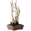 Gingko Biloba, 27 cm, ± 25 jaar oud