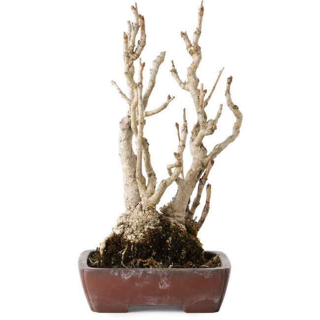 Ginkgo Biloba, 27 cm, ± 25 years old