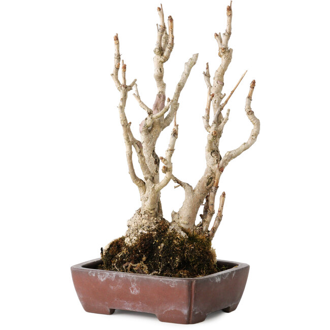 Ginkgo Biloba, 27 cm, ± 25 years old