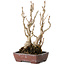Gingko Biloba, 27 cm, ± 25 jaar oud
