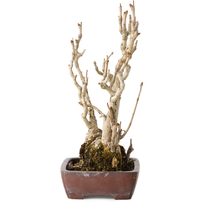 Gingko Biloba, 27 cm, ± 25 years old