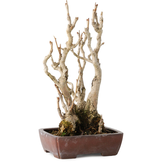 Ginkgo Biloba, 27 cm, ± 25 años