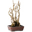 Gingko Biloba, 27 cm, ± 25 jaar oud