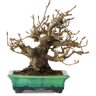  Bunzan Elaeagnus, 18 cm, ± 25 jaar oud