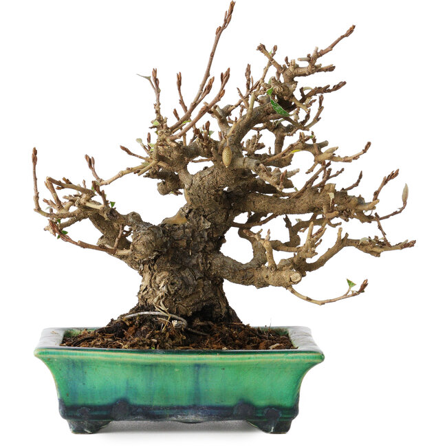 Elaeagnus, 18 cm, ± 25 years old, in a broken handmade Japanese pot by Bunzan, with a nebari of 9 cm
