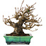 Elaeagnus, 18 cm, ± 25 jaar oud, in een kapotte handgemaakte Japanse pot van Bunzan, met een nebari van 9 cm