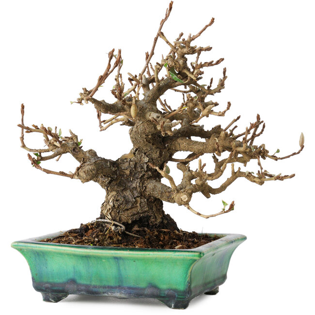Elaeagnus, 18 cm, ± 25 years old, in a broken handmade Japanese pot by Bunzan, with a nebari of 9 cm