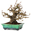 Elaeagnus, 18 cm, ± 25 jaar oud, in een kapotte handgemaakte Japanse pot van Bunzan, met een nebari van 9 cm