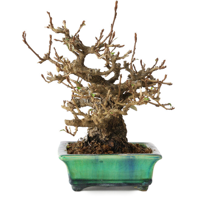 Elaeagnus, 18 cm, ± 25 years old, in a broken handmade Japanese pot by Bunzan, with a nebari of 9 cm