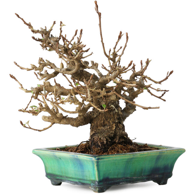 Elaeagnus, 18 cm, ± 25 ans, dans un pot japonais cassé fait main par Bunzan, avec un nebari de 9 cm